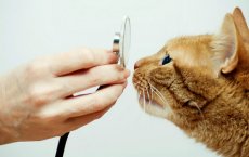 Как проявляется трахеит у кошек и как с ним бороться