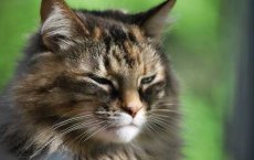 Астмы у кошек: диагностика, профилактика и лечение