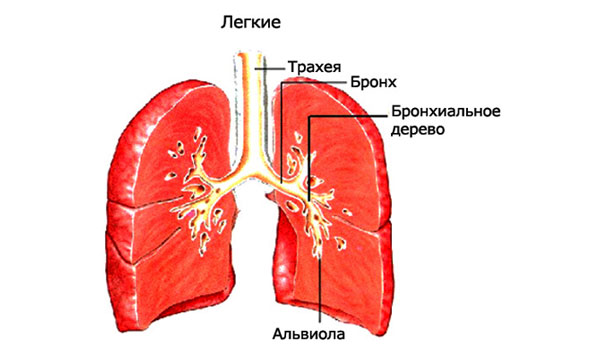 Структура дыхательной системы
