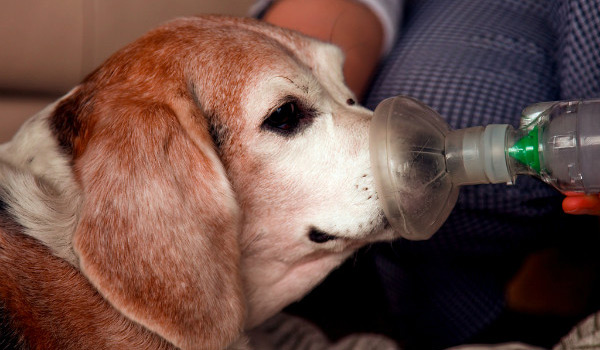 Маска с подачей кислорода для собаки