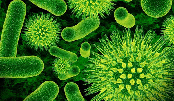 Бактерии и вирусы
