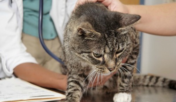 Причины и лечение бронхита у кошек